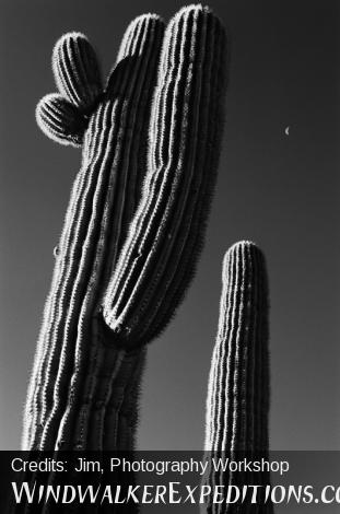 Black and White Photography, Saguaro and Half Moon, Sonoran Desert