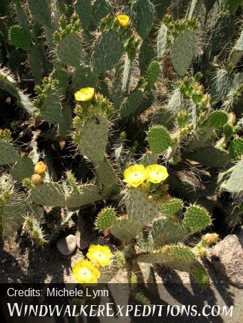 Prickly Pear cactus flowers