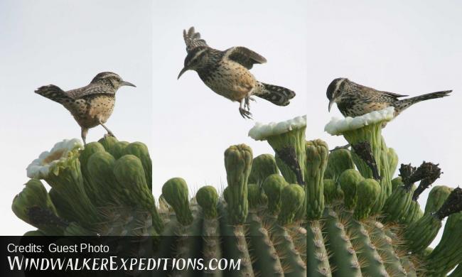 Cactus Wren and saguro flowers