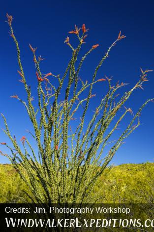 Flowering Ocotillo, Photography Workshop