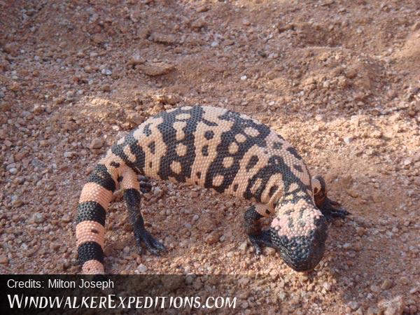 Desert Gila Monster