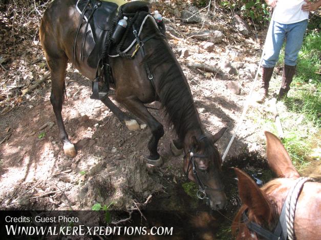 Horse drinking water