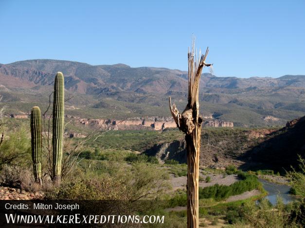 Saguaro Skeleton with a view