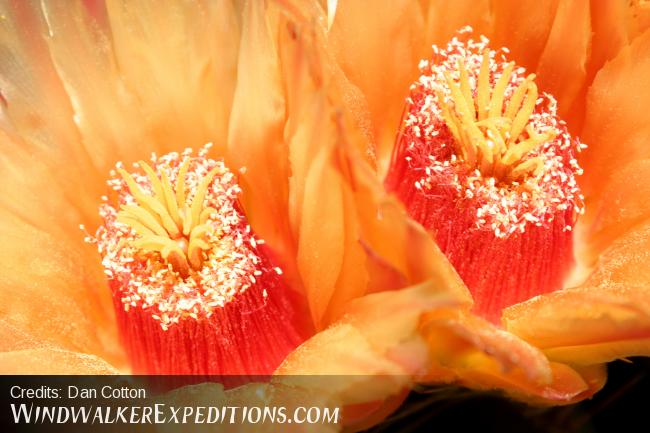 Barrel Cactus Flowers in August