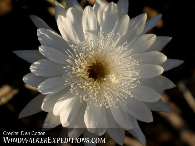 Night Blooming Cereus plants flower in late June or early July