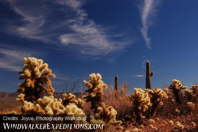 Teddy Bear Cholla, Saguaros, arizona desert jeep tours, Photography Workshop, so
