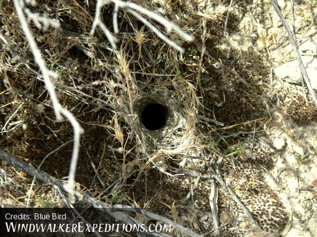 Tarantula Burrow