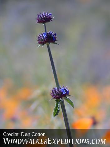 Cha cha cha Chia! Spring wildflowers in Arizona.