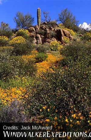 Flowers and boulders