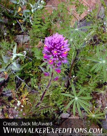 Owls Clover