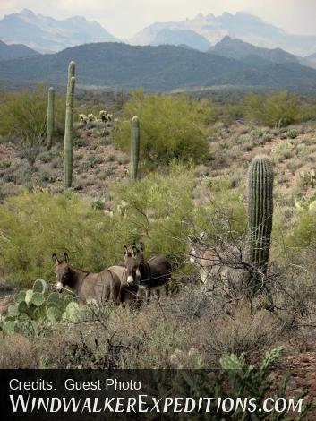 Wild burros