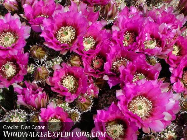 Hedgehog Cactus flowers in mid April