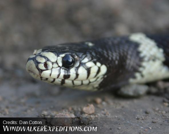 California King snake