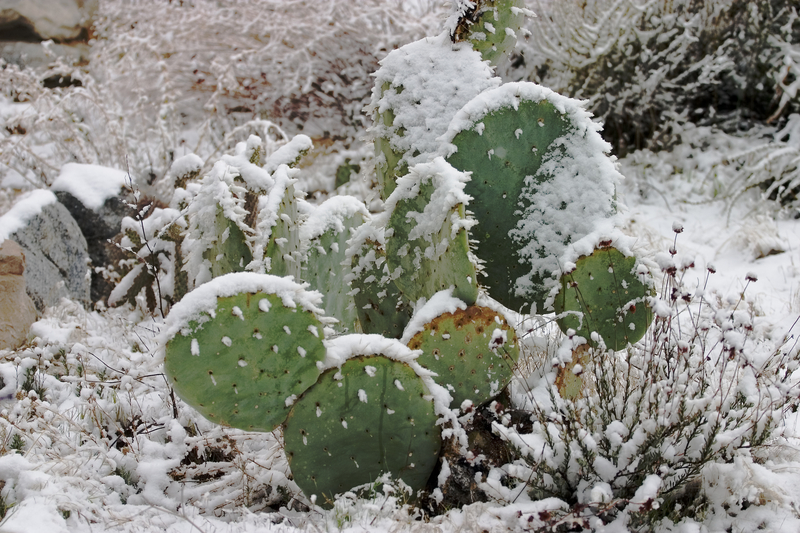 Cactus In The Snow [1971]