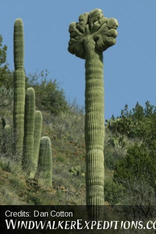 Crested Saguaro, Photography Workshop, Hiking Arizona, Sonoran Desert Tour