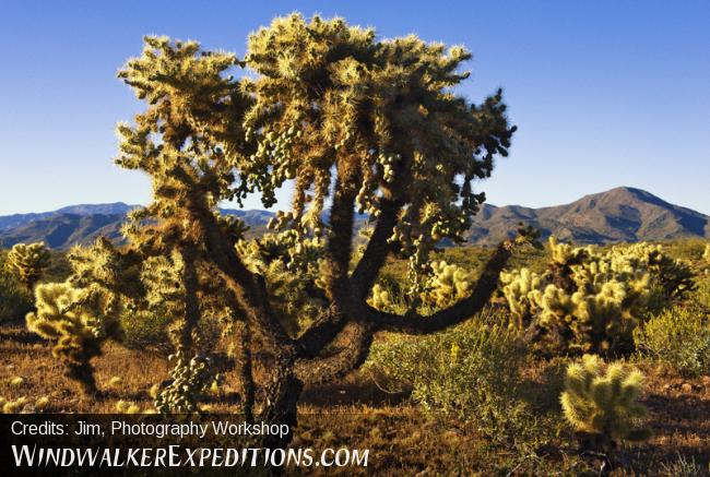 Chain Fruit Cholla With Teddy Bear Chollas, Photography Workshp, Jeep Tours