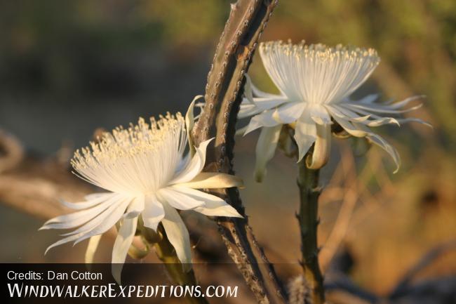 Night Blooming Cereus cactus flower's in late June or early July