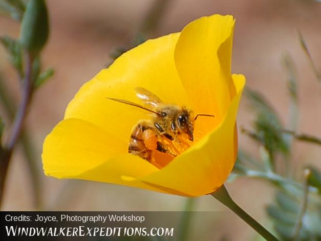 Mexican Poppy and Africanized Bee, Photography Workshop