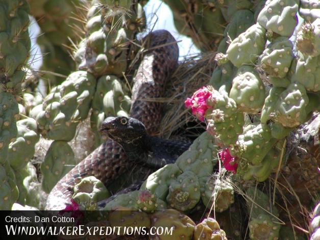 Red Racer snake in a flowering chain fruit chilla cactus.