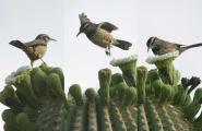 Cactus Wren and saguro flowers