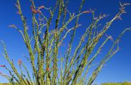 Flowering Ocotillo, Photography Workshop