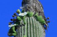 Great Horned Owl perch hunting on ripening Saguaro Fruits