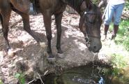 Horse drinking water