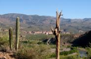 Saguaro Skeleton with a view