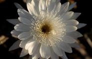 Night Blooming Cereus plants flower in late June or early July