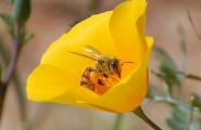 Mexican Poppy and Africanized Bee, Photography Workshop