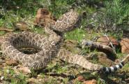 Rattlesnake