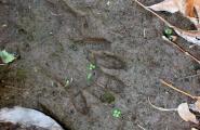 Racoon track