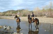 Tiffany and Rocca great horses