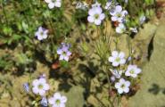 Wildflowers