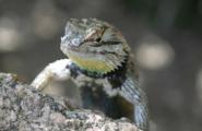 Purple Backed Spiney Lizard