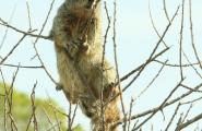 Squirrel on Cat Claw plant