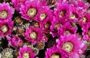 Hedgehog Cactus flowers in mid April